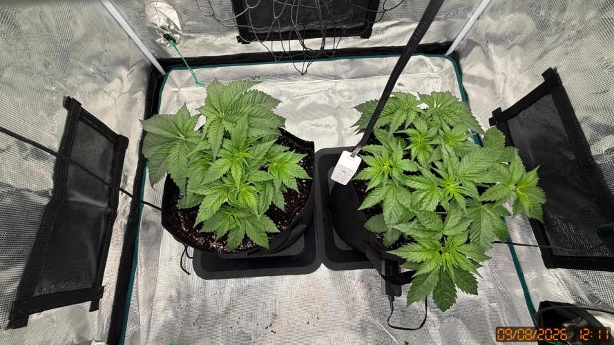 Girl Scoot Cookies as a beginner grower. Week 4