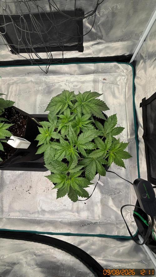 Girl Scoot Cookies as a beginner grower. Week 4