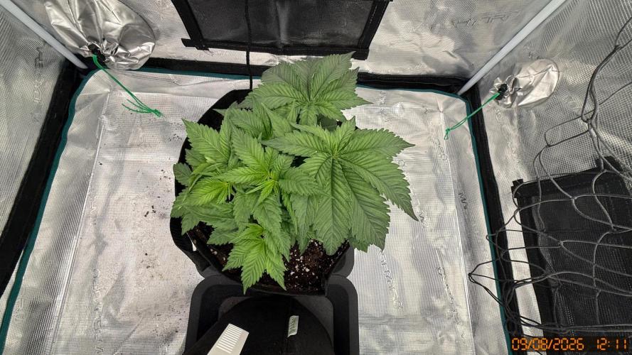 Girl Scoot Cookies as a beginner grower. Week 4