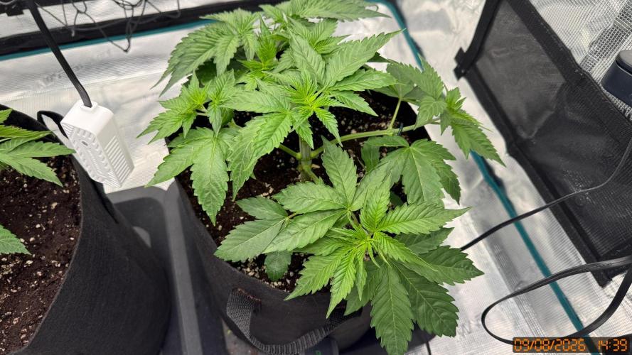 Girl Scoot Cookies as a beginner grower. Week 4