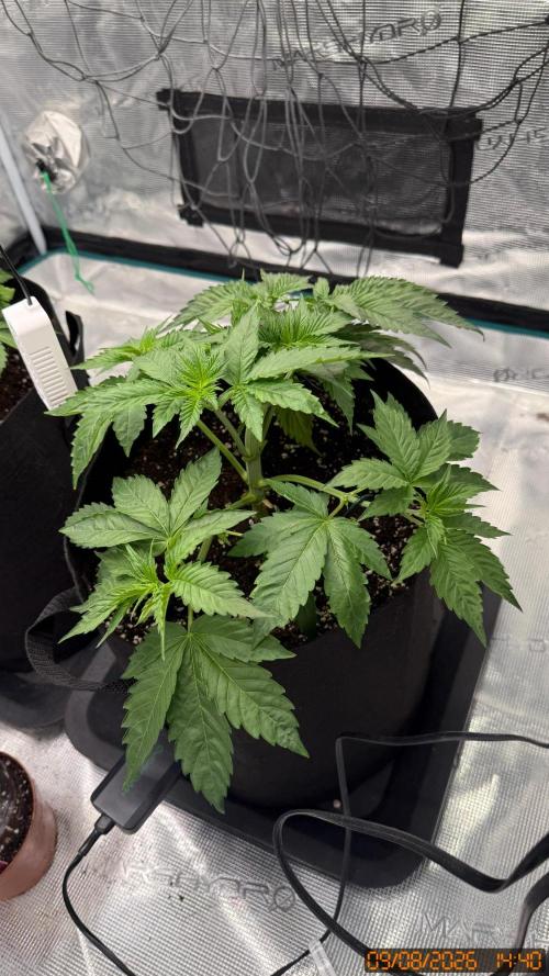 Girl Scoot Cookies as a beginner grower. Week 4