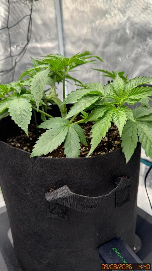 Girl Scoot Cookies as a beginner grower. Week 4