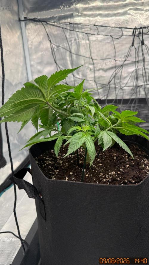 Girl Scoot Cookies as a beginner grower. Week 4