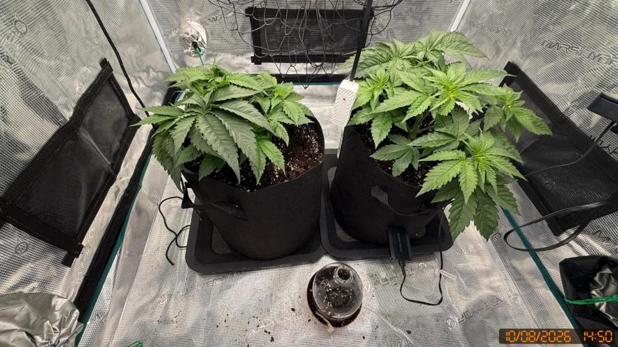 Girl Scoot Cookies as a beginner grower. Week 4