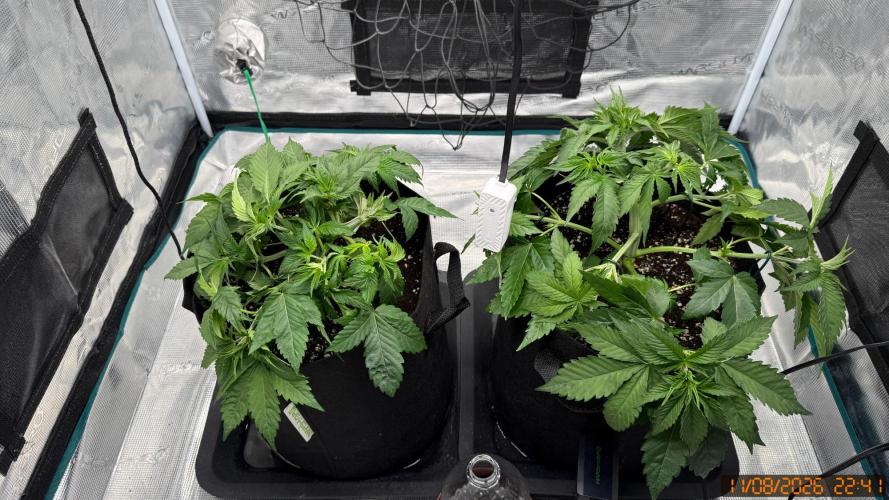 Girl Scoot Cookies as a beginner grower. Week 4