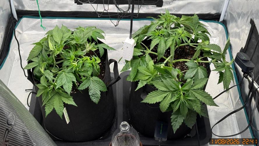 Girl Scoot Cookies as a beginner grower. Week 4