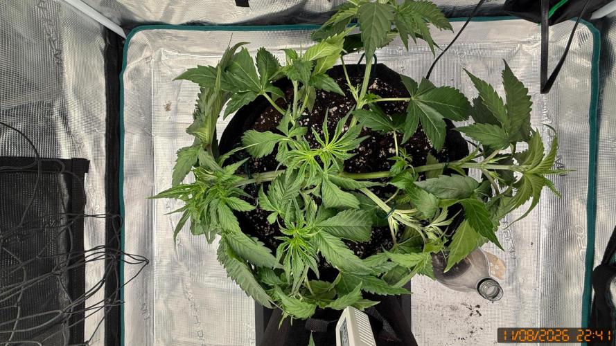 Girl Scoot Cookies as a beginner grower. Week 4