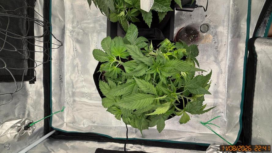 Girl Scoot Cookies as a beginner grower. Week 4