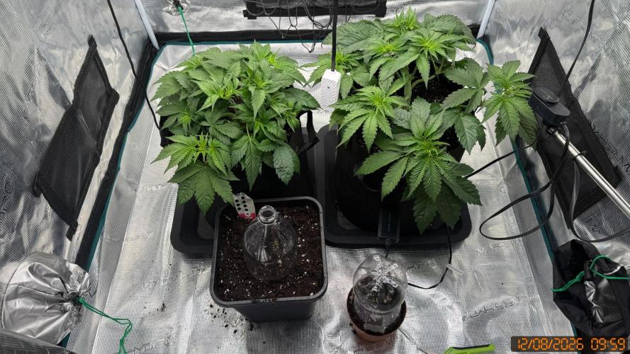 Girl Scoot Cookies as a beginner grower. Week 4