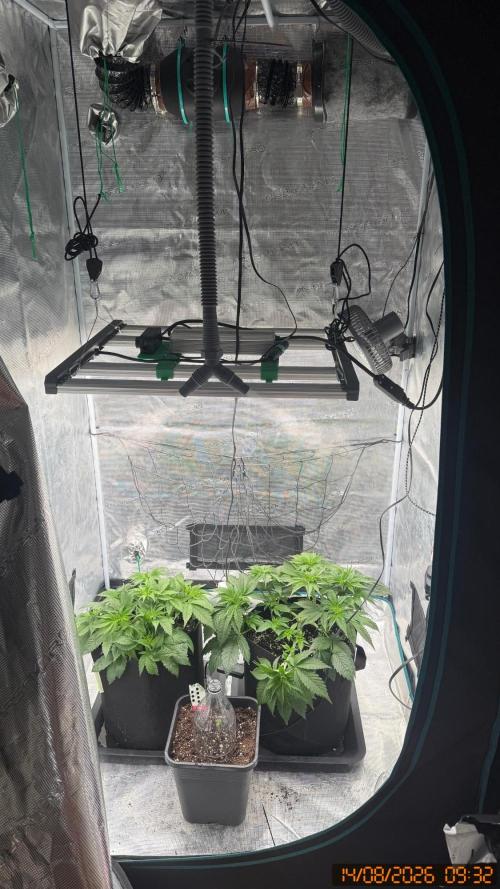 Girl Scoot Cookies as a beginner grower. Week 4