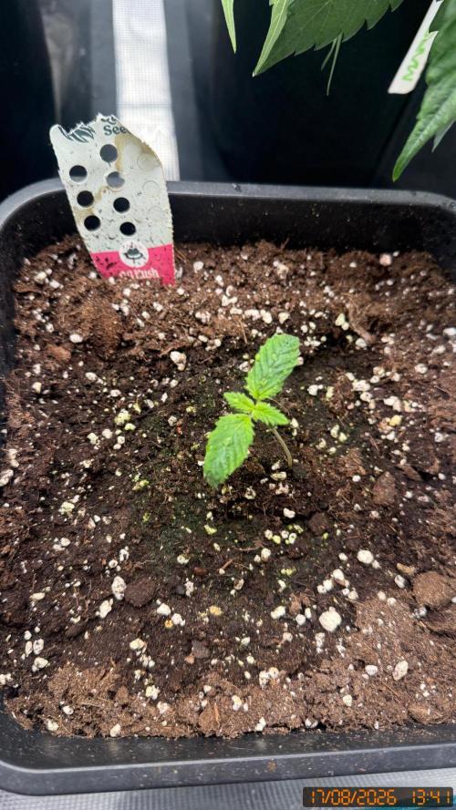 Girl Scoot Cookies as a beginner grower. Week 4
