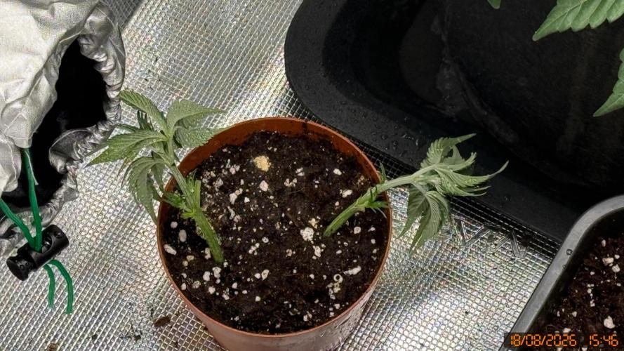 Girl Scoot Cookies as a beginner grower. Week 4