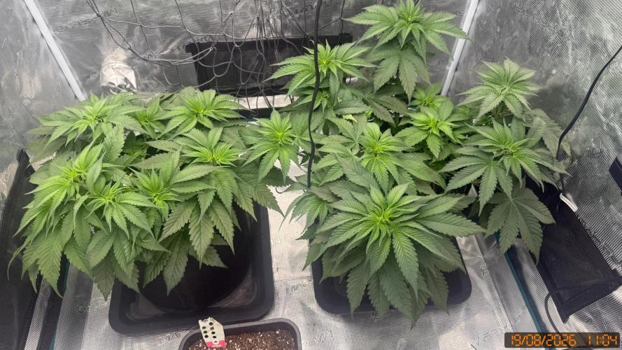 Girl Scoot Cookies as a beginner grower. Week 4
