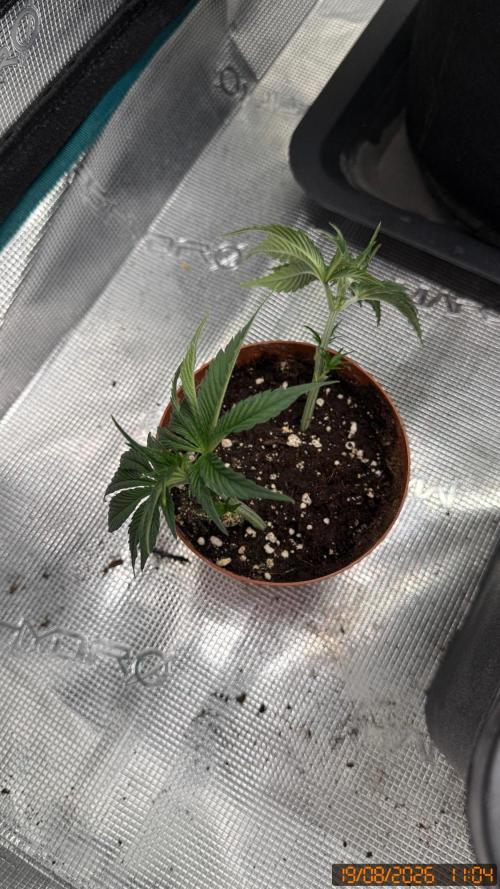 Girl Scout Cookies. Week 4