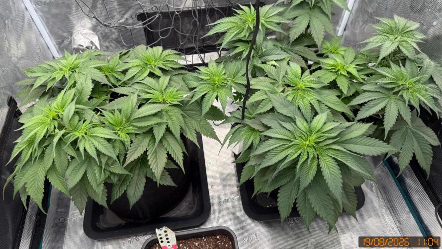 Girl Scoot Cookies as a beginner grower. Week 4