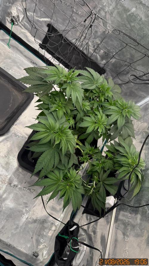Girl Scoot Cookies as a beginner grower. Week 5