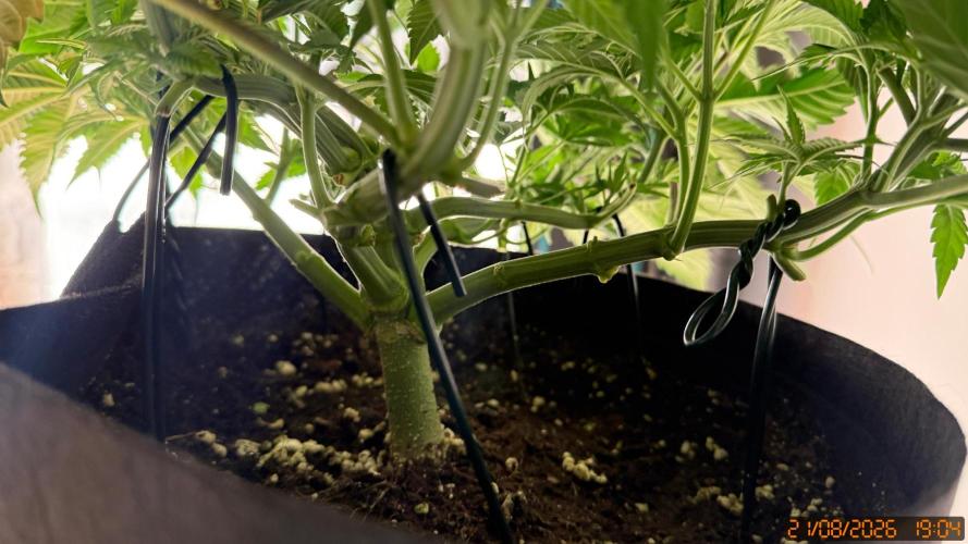 Girl Scoot Cookies as a beginner grower. Week 5