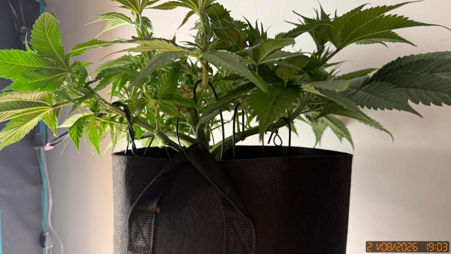 Girl Scoot Cookies as a beginner grower. Week 5