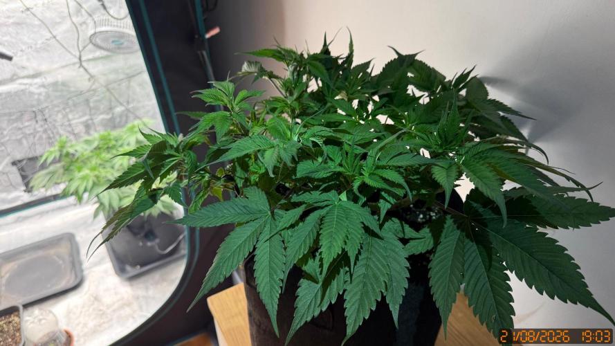 Girl Scoot Cookies as a beginner grower. Week 5