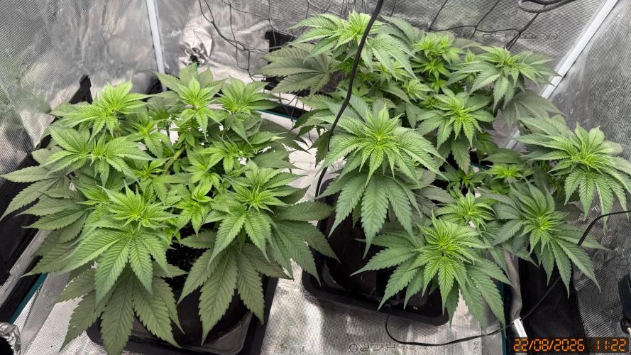 Girl Scoot Cookies as a beginner grower. Week 5