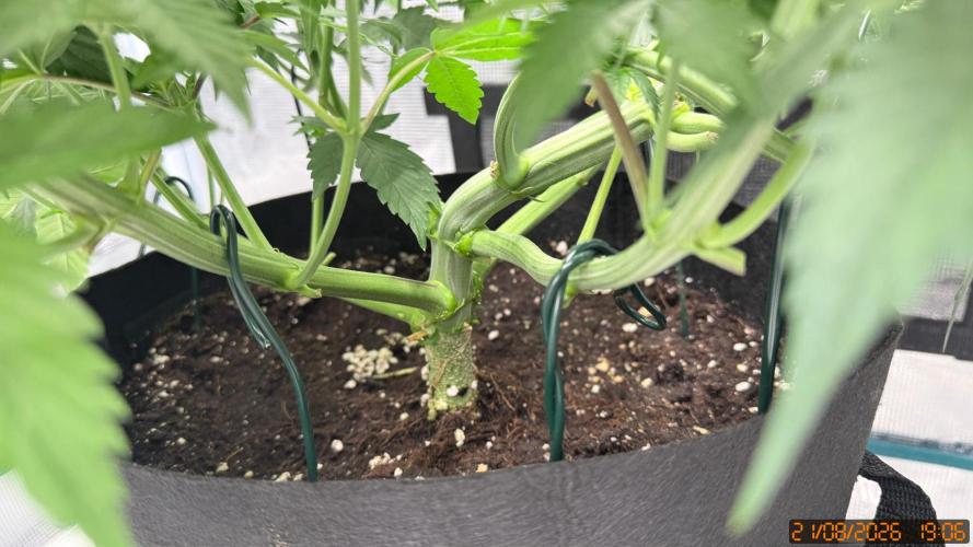 Girl Scoot Cookies as a beginner grower. Week 5