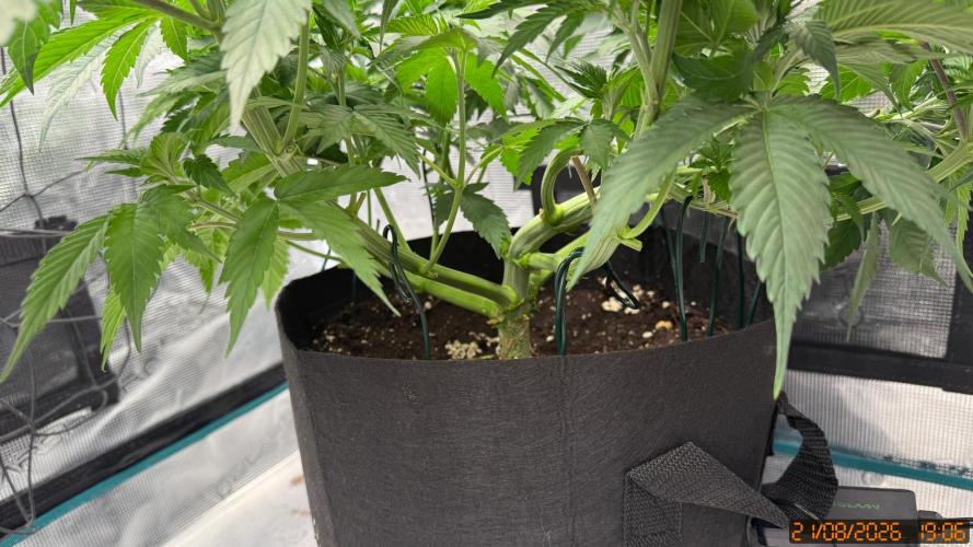 Girl Scoot Cookies as a beginner grower. Week 5