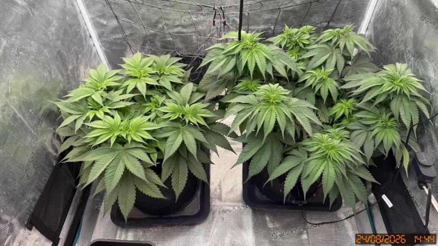 Girl Scout Cookies. Week 5