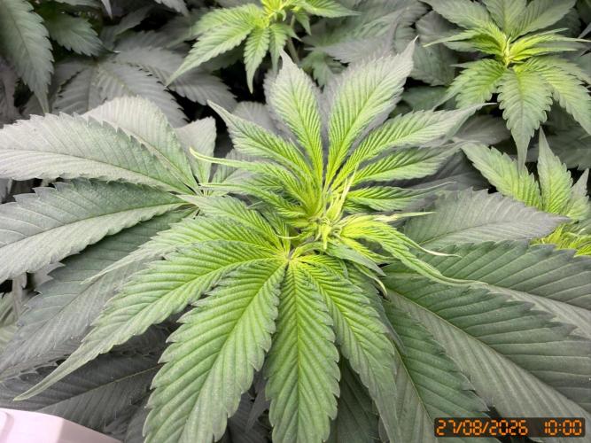 Girl Scoot Cookies as a beginner grower. Week 6