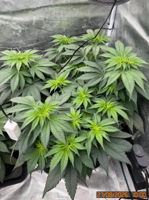 Girl Scoot Cookies as a beginner grower. Week 6
