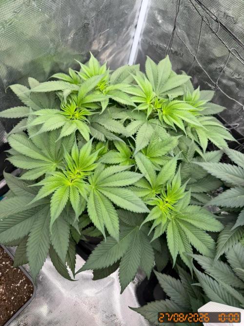 Girl Scoot Cookies as a beginner grower. Week 6