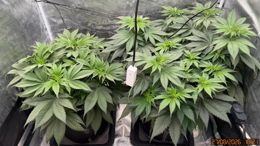 Girl Scoot Cookies as a beginner grower. Week 6