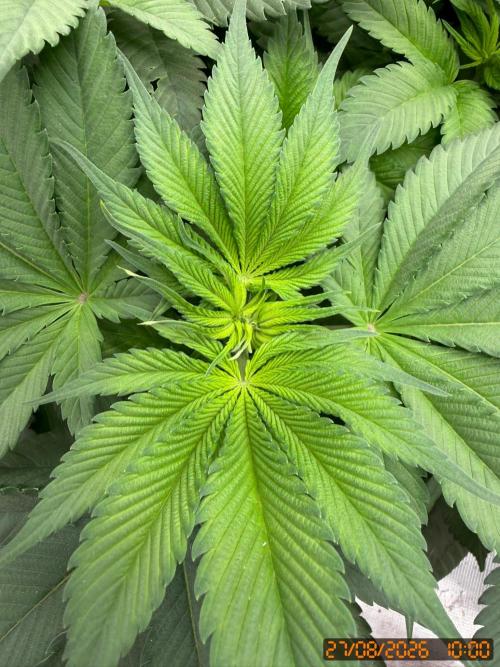Girl Scoot Cookies as a beginner grower. Week 6
