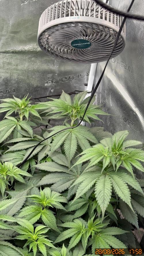Girl Scoot Cookies as a beginner grower. Week 6
