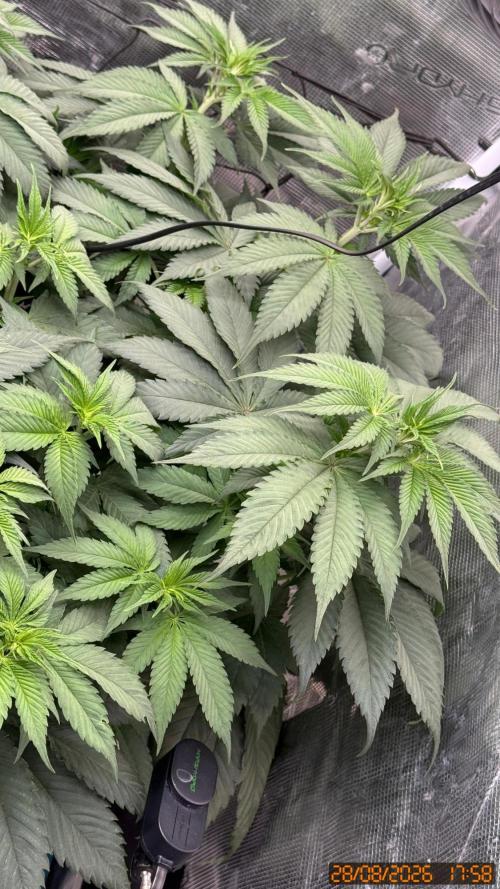 Girl Scoot Cookies as a beginner grower. Week 6