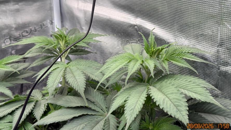 Girl Scoot Cookies as a beginner grower. Week 6