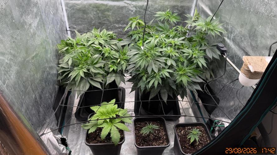 Girl Scoot Cookies as a beginner grower. Week 6 - After installing the SCROG net, they’re looking a little messy!