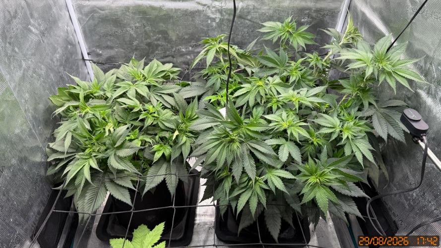 Girl Scoot Cookies as a beginner grower. Week 6