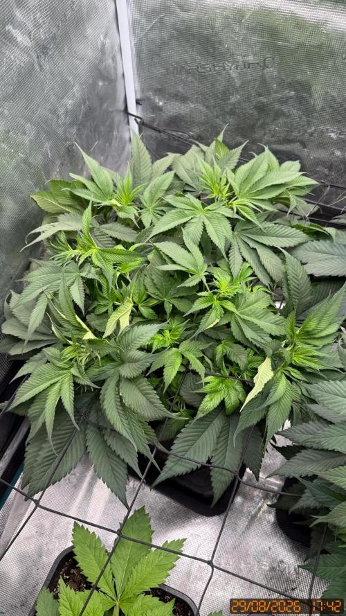 Girl Scoot Cookies as a beginner grower. Week 6