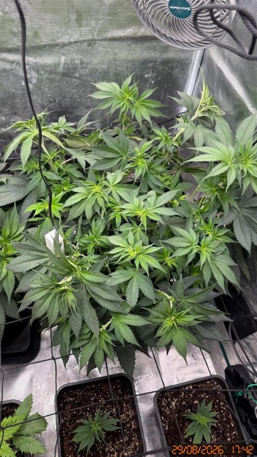 Girl Scoot Cookies as a beginner grower. Week 6