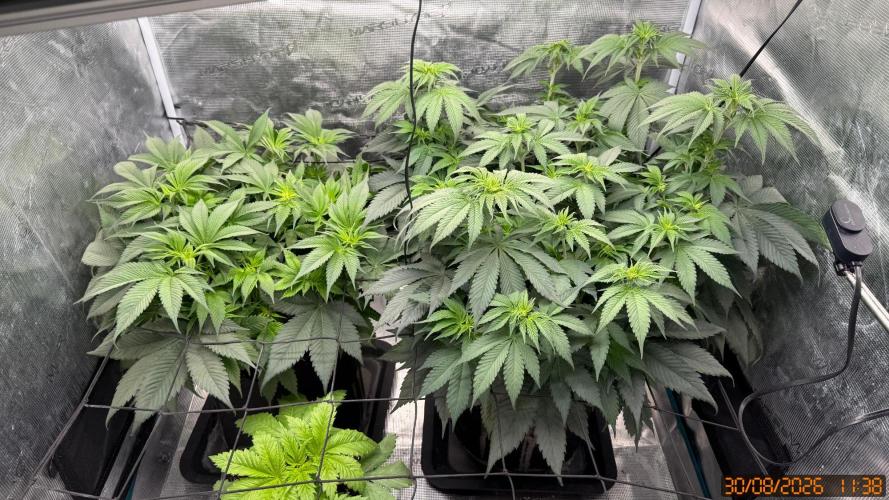 Girl Scoot Cookies as a beginner grower. Week 6