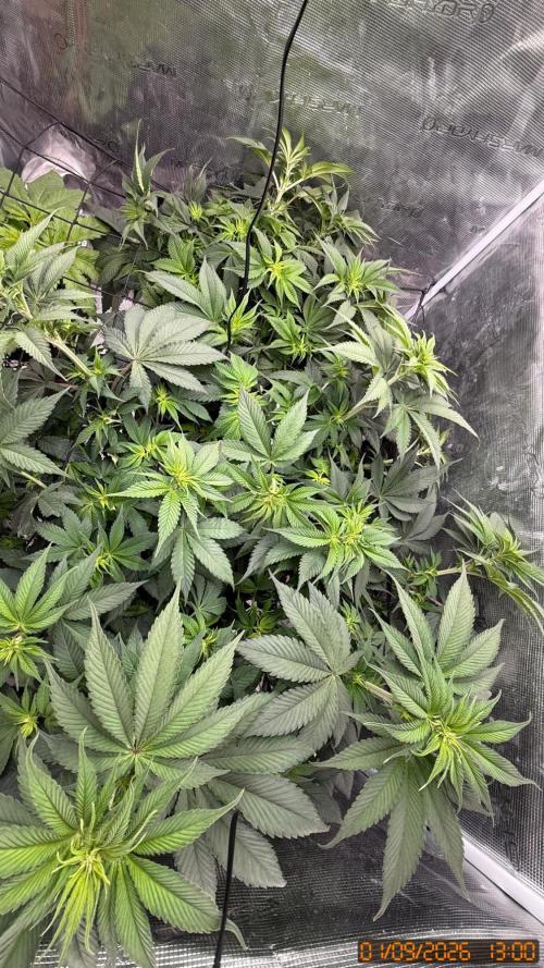 Girl Scoot Cookies as a beginner grower. Week 6