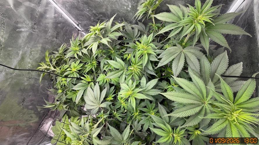 Girl Scoot Cookies as a beginner grower. Week 6