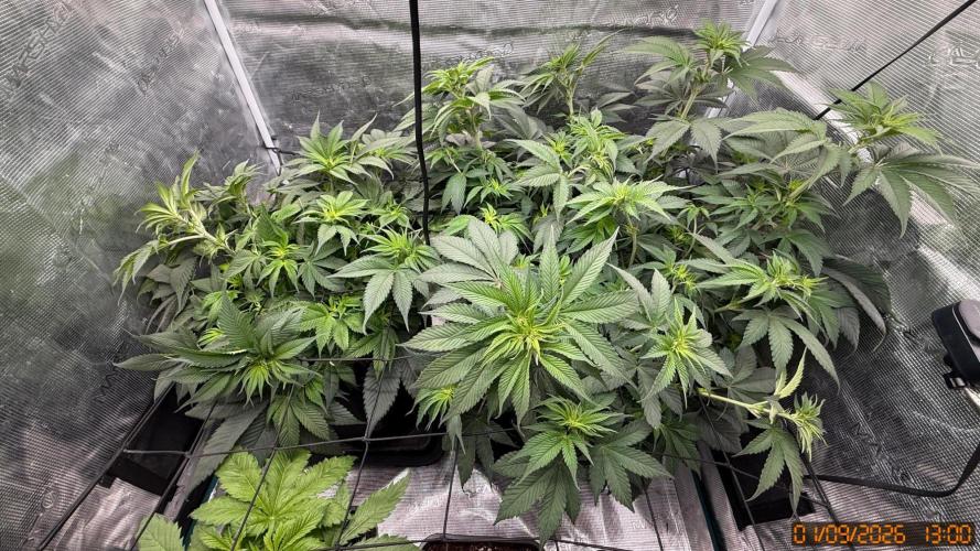 Barney's Farm - Girl Scout Cookies door LevureDeBiere_ams