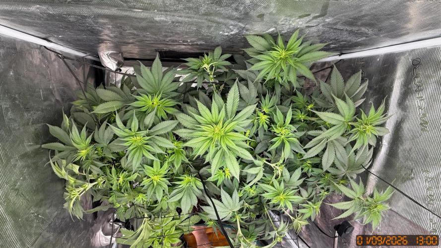 Girl Scoot Cookies as a beginner grower. Week 6