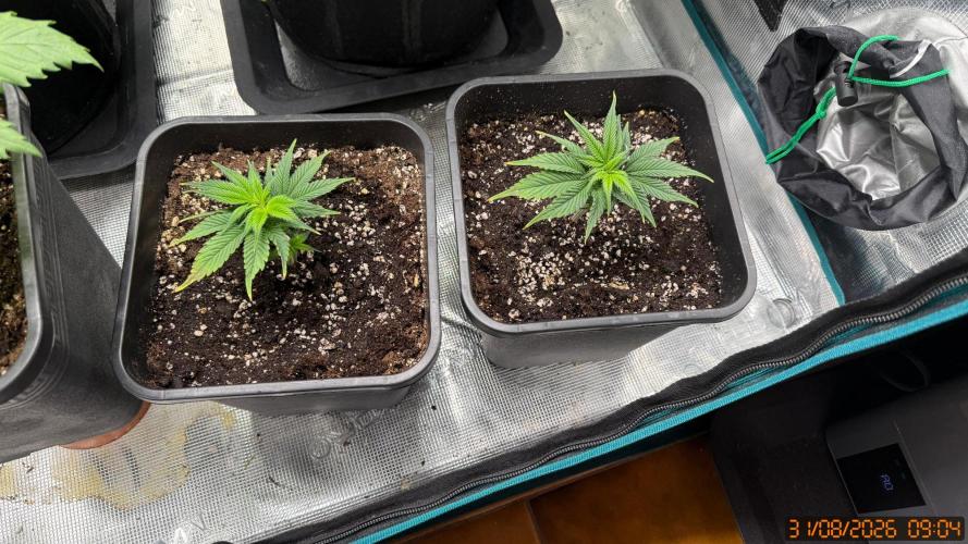 Girl Scoot Cookies as a beginner grower. Week 6 - My army of clones! xD