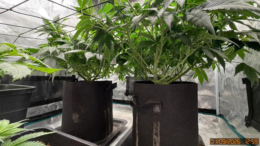 Girl Scoot Cookies as a beginner grower. Week 6 - Under the canopy