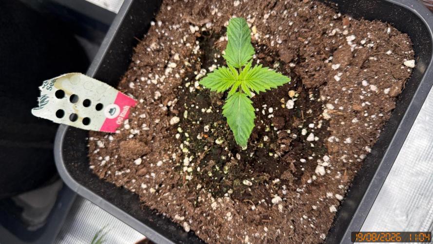 O.G. KUSH // NO VEG. Week 1