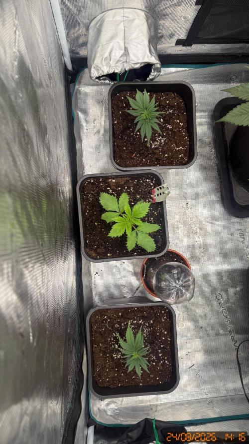 GT 100x100x180. Week 1