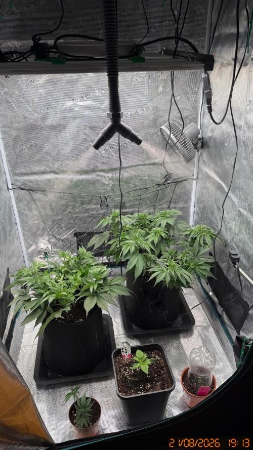 O.G. KUSH // NO VEG. Week 1