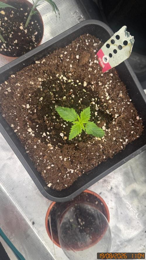 O.G. KUSH // NO VEG. Week 1